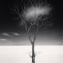 Onishi Tree Shadow, Study 2, Hokkaido, Japan, 2023 © Donation Michael Kenna, Ministère de la Culture, Médiathèque du patrimoine et de la photographie