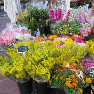 Come conservare le mimose, i consigli dei fiorai di Cours Saleya