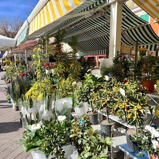 Mimose in Cours Saleya a Nizza
