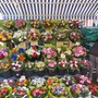 E' il momento del mughetto: il bianco che vale oro!