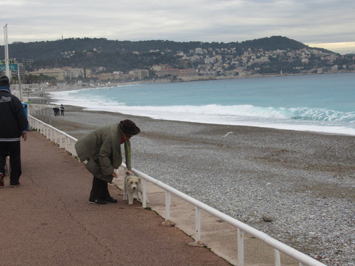 “Animal dans la ville” per una corretta convivenza tra animali, proprietari e cittadini a Nizza