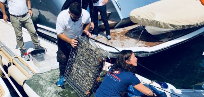 Cannes : installate 32 nuove "nurseries" nei porti Moure Rouge e Pierre Canto Cannes : installate 32 nuove "nurseries" nei porti Moure Rouge e Pierre Canto