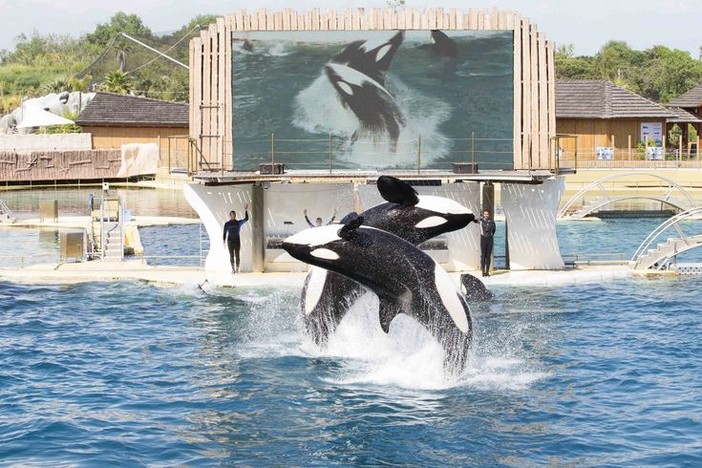 Orche di Marineland, accordo raggiunto: Wikie e Keijo verso Tenerife