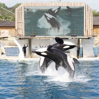 Orche di Marineland, accordo raggiunto: Wikie e Keijo verso Tenerife
