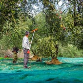 Olive, annata nera: crolla del 99% la produzione nel Pays Grassois Olive, annata nera: crolla del 99% la produzione nel Pays Grassois