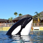 Marineland, il governo decide sul destino delle orche e scoppia il braccio di ferro Marineland, il governo decide sul destino delle orche e scoppia il braccio di ferro