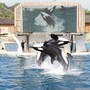 Orche di Marineland, accordo raggiunto: Wikie e Keijo verso Tenerife