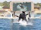 Orche di Marineland, accordo raggiunto: Wikie e Keijo verso Tenerife Orche di Marineland, accordo raggiunto: Wikie e Keijo verso Tenerife