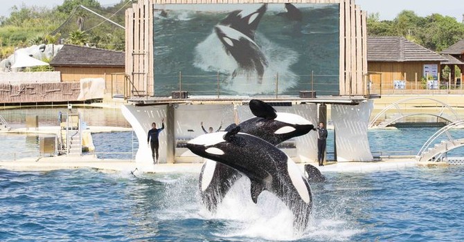 Orche di Marineland, accordo raggiunto: Wikie e Keijo verso Tenerife