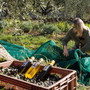 L’oro verde di Nizza nasce sulle colline: la storia dell’olio che profuma di Mediterraneo L’oro verde di Nizza nasce sulle colline: la storia dell’olio che profuma di Mediterraneo