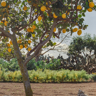 Eventi Escursionistici alla 92ª Fête du Citron® di Mentone