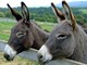 PetsFestival 2022: intelligente come un asino? Alto come un pony?
