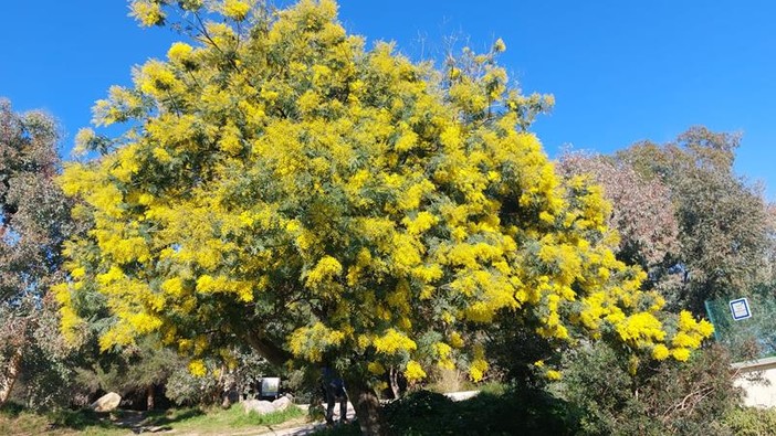 Parc Naturel Forestier de la Croix des Gardes, fotografie di Patrizia Gallo Parc Naturel Forestier de la Croix des Gardes, fotografie di Patrizia Gallo