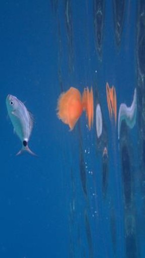 Sottocosta …a cura di Ghjuvan Pasquale Sottocosta …a cura di Ghjuvan Pasquale