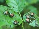 Popilia Japonica Popilia Japonica