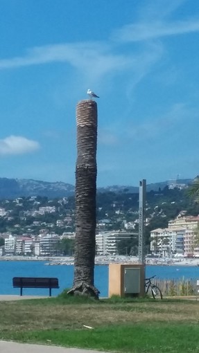 "Ricordo di una palma" fotografia di Milena Visentini