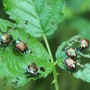 Popilia Japonica