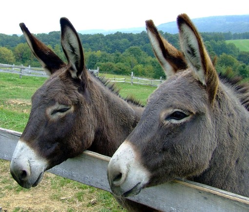 PetsFestival 2022: intelligente come un asino? Alto come un pony? PetsFestival 2022: intelligente come un asino? Alto come un pony?