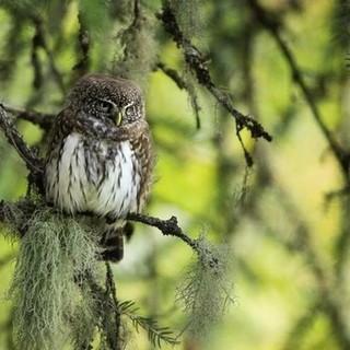 Il documentario «Premières Loges» ©V. Chabloz