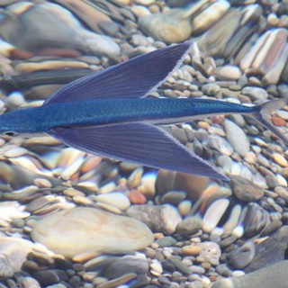 Il pesce volante blu: si tratta di un esoceto della famiglia Exocoetidae