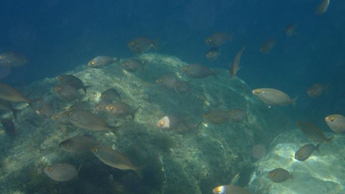 Sottocosta …a cura di Ghjuvan Pasquale