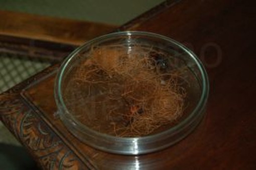 Costa Azzurra: palme minacciate dal Punteruolo Rosso