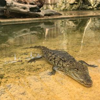 Coccodrilli al Parc Phoenix