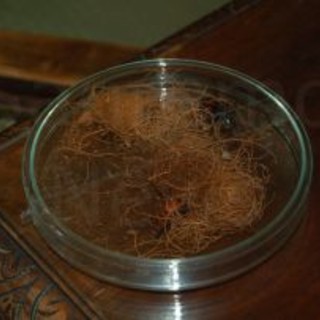 Antibes: minaccia punteruolo rosso. Situazione preoccupante secondo gli esperti