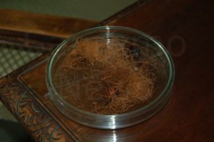 Costa Azzurra: palme minacciate dal Punteruolo Rosso