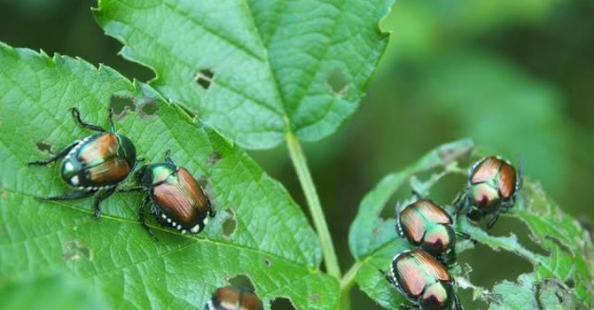 Popilia Japonica Popilia Japonica