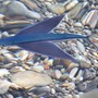 Il pesce volante blu: si tratta di un esoceto della famiglia Exocoetidae Il pesce volante blu: si tratta di un esoceto della famiglia Exocoetidae
