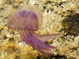 La Pelagia noctiluca