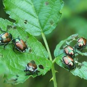 Popilia Japonica Popilia Japonica