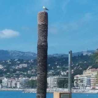 "Ricordo di una palma" fotografia di Milena Visentini