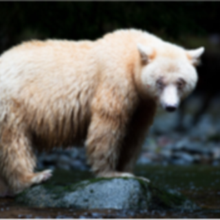 La natura in tutto il suo fascino,  una mostra al Parc Phoenix