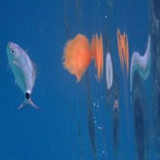 Sottocosta …a cura di Ghjuvan Pasquale