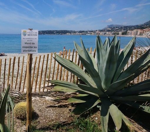 "Piante grasse" , fotografia di Luciano Tomasi "Piante grasse" , fotografia di Luciano Tomasi