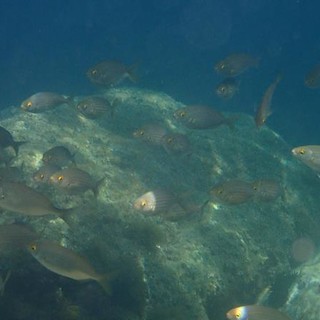 Sottocosta …a cura di Ghjuvan Pasquale