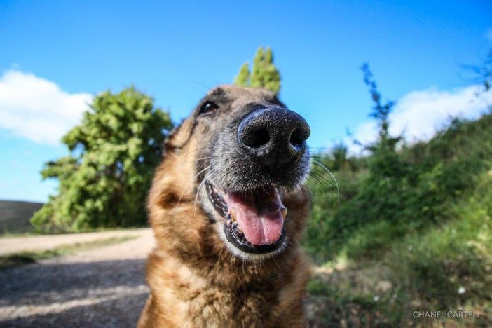 Petsfestival 2021: una fiera dedicata ai cani e alle loro attitudini