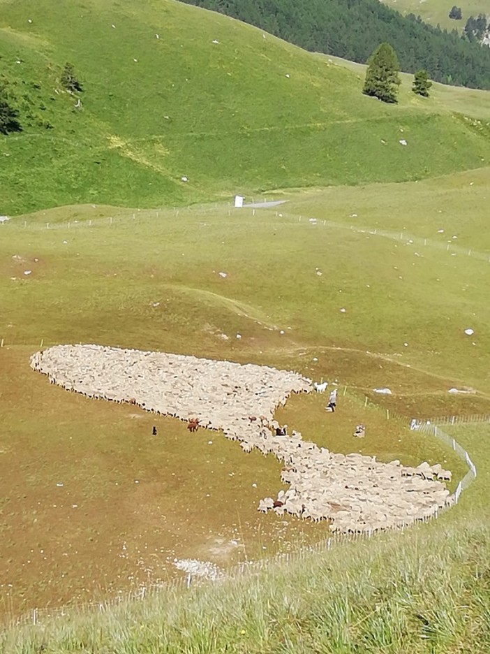 "Pecore in alpeggio", fotografia di Guglielmo Talarico "Pecore in alpeggio", fotografia di Guglielmo Talarico