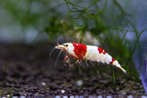 Petsfestival 2021: l’acquariologia è di casa