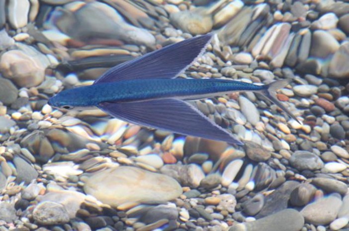 Il pesce volante blu: si tratta di un esoceto della famiglia Exocoetidae Il pesce volante blu: si tratta di un esoceto della famiglia Exocoetidae