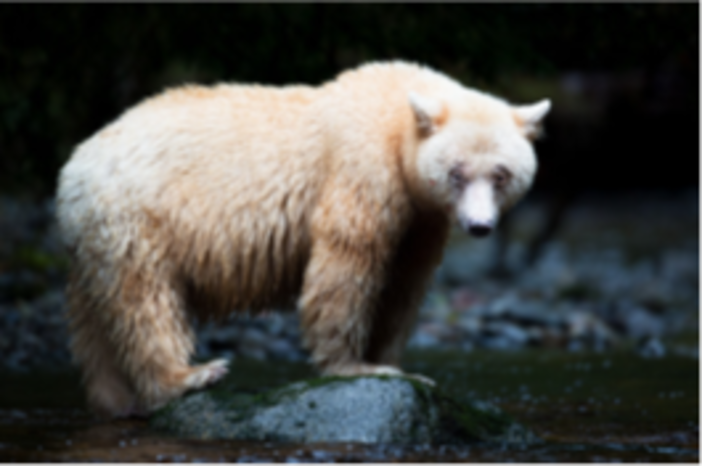 La natura in tutto il suo fascino, una mostra al Parc Phoenix La natura in tutto il suo fascino, una mostra al Parc Phoenix