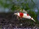 Petsfestival 2021: l’acquariologia è di casa