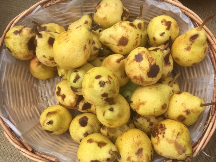 Pere (foto tratta dal sito di Oui! Greens) Pere (foto tratta dal sito di Oui! Greens)