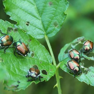 Popilia Japonica
