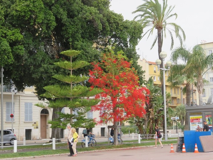 Quai des Etats Unis, Nizza