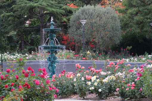 Roseto Principessa Grace