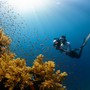 Randonnée aquatique 2026: immersioni gratuite nel Golfo Blu di Roquebrune-Cap-Martin. Randonnée aquatique 2026: immersioni gratuite nel Golfo Blu di Roquebrune-Cap-Martin.