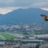 Rimessa in libertà c Maire de Cannes
